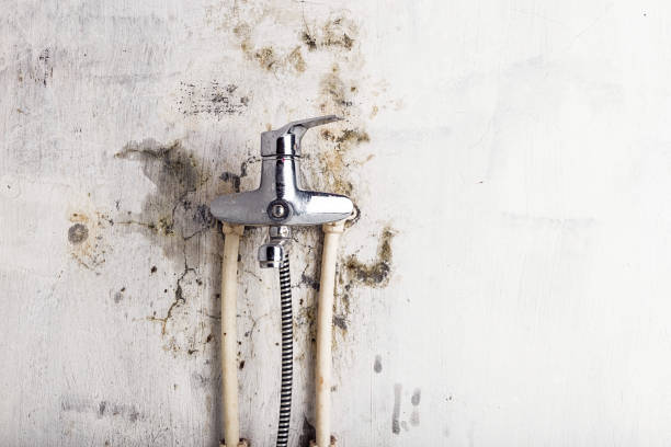 Best Mold Removal Company Near Me  in Center Point, AL