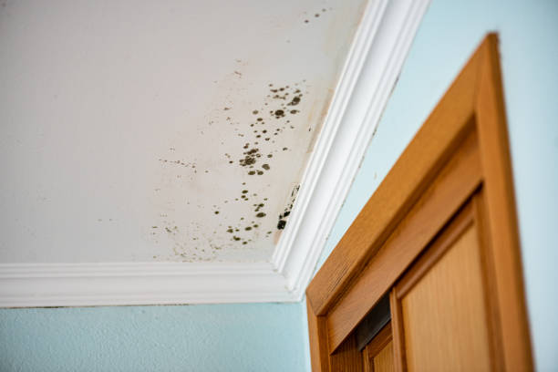 Best Mold Cleaning Services  in Center Point, AL