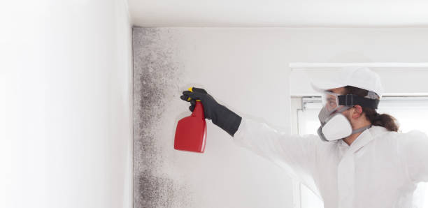 Best Mold Remediation Services  in Center Point, AL