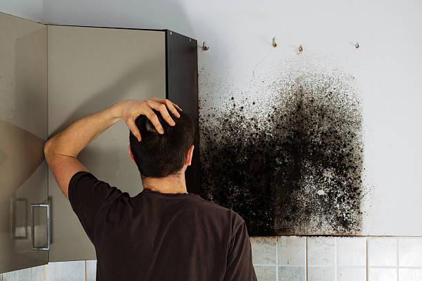 Best Home Mold Removal  in Center Point, AL