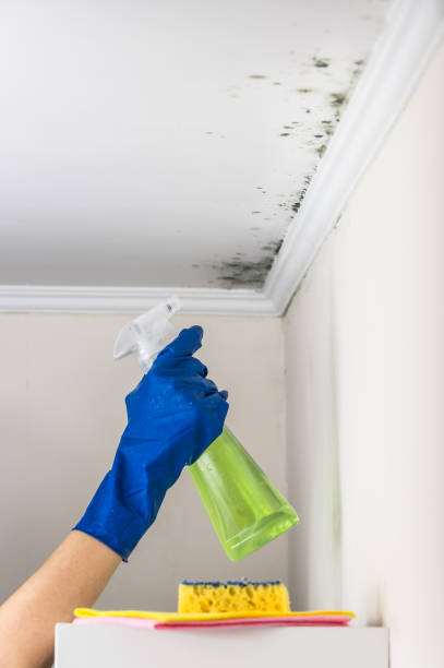 Best Office Mold Removal Services  in Center Point, AL